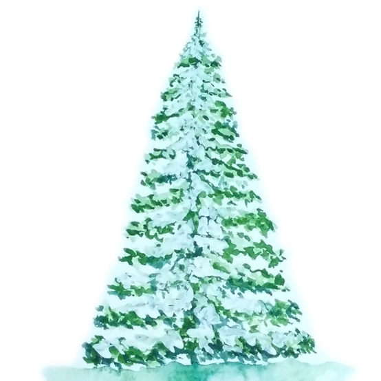 Snowy Pine Tree With Watercolor.